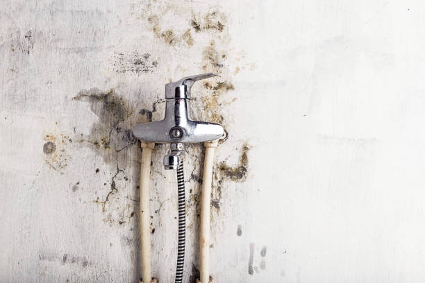 Best Black Mold Removal  in Zumbrota, MN