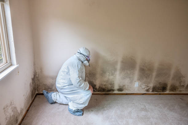 Best Mold Testing  in Zumbrota, MN