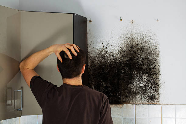Best Commercial Mold Removal  in Zumbrota, MN